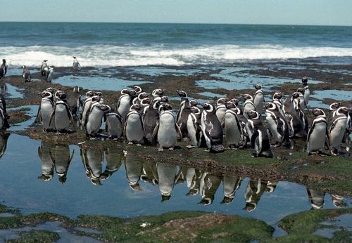 Las colonias más importantes del continente. Aprendizaje y diversión en las pingüineras patagónicas