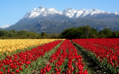 El edén argentino de los tulipanes