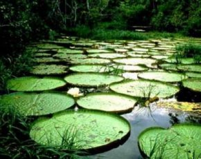 La Amazonia será un multidestino de turismo sostenible