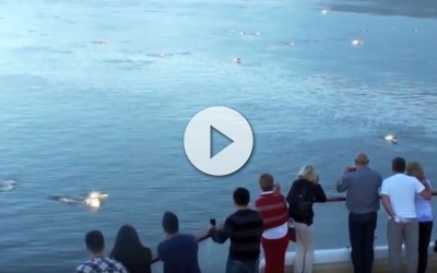 Cientos de delfines rodean un barco de cruceros en Alaska
