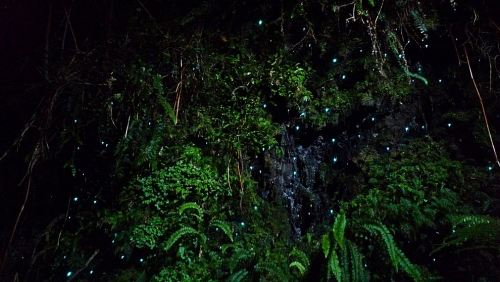 Amor bioluminiscente en Puerto de la Cruz