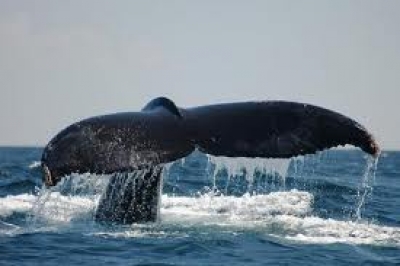 Temporada de avistamiento de ballenas 2011