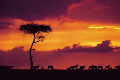Kenia: &quot;Mejor destino de ecoturismo del mundo&quot; en la feria &quot;World Trade Fair&quot; 