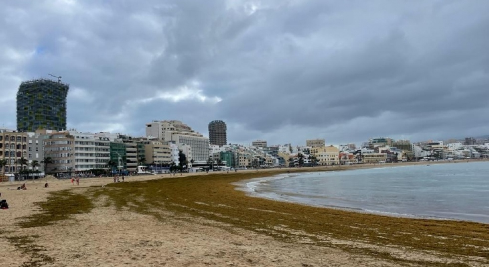 El sargazo llega desde el Caribe e invade las playas de Canarias