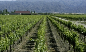 Malbec World Day