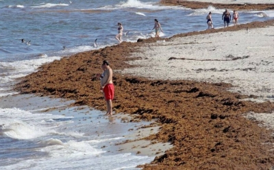 Sargazos en Dania Beach, Florida. 