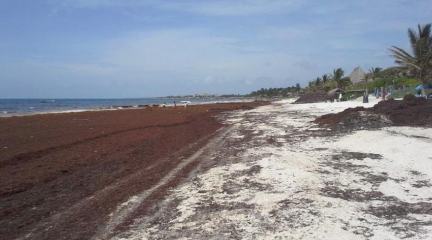 El sargazo ya afecta a las playas de Quintana Roo
