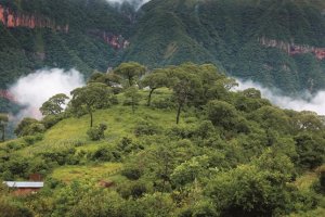 Yungas, el lado verde de Jujuy