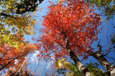 Tambien hay &quot;foliage&quot; acá en el Sur