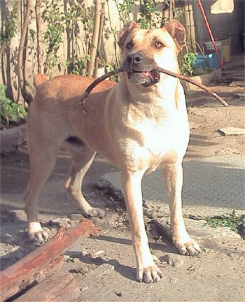 El Cimarr&oacute;n. La raza que confirma al perro como mejor amigo del hombre