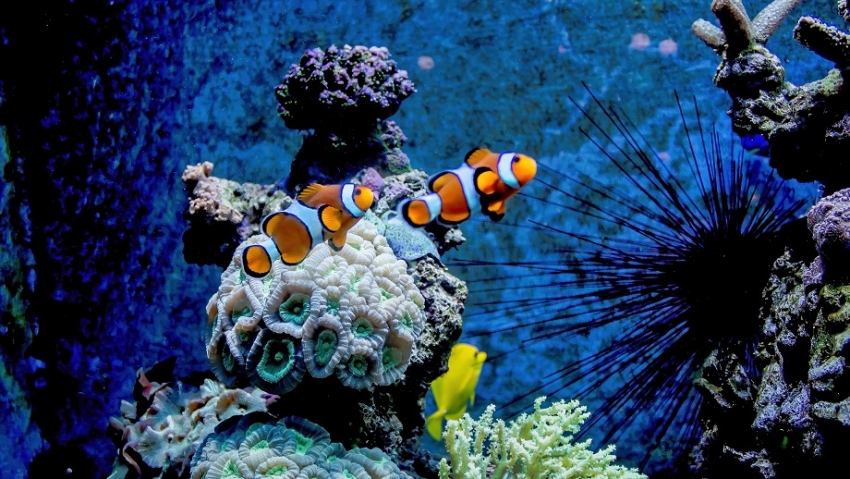 Ampliaci&oacute;n de la acci&oacute;n tur&iacute;stica en la conferencia de la ONU sobre los oc&eacute;anos