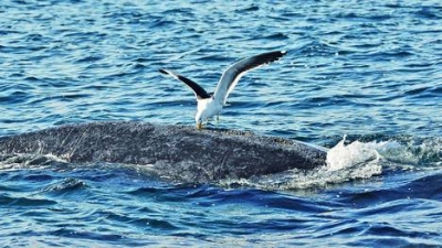 Para cuidar a las ballenas, van a matar gaviotas con la Policía