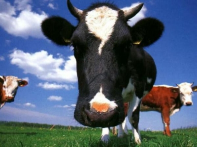 Una vaca en Laguna del Sauce: extra&ntilde;o episodio, m&aacute;s extra&ntilde;a cancelaci&oacute;n