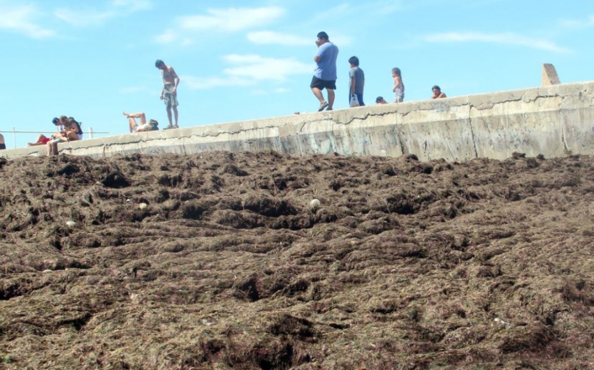 Playa Popular N&deg;3, donde este martes por la ma&ntilde;ana apareci&oacute; un importante colch&oacute;n algas.