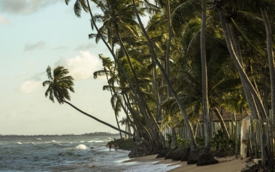 Brasil: la costa de los cocoteros