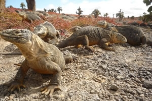 Tras los animales de Gal&aacute;pagos