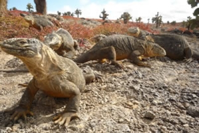 Tras los animales de Galápagos