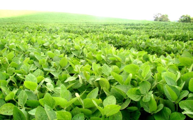 Aerolíneas Argentinas o el yuyito (soja)