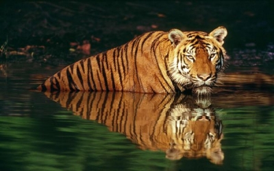 Un tigre indio nadando en el zool&oacute;gico de Bangkok.
