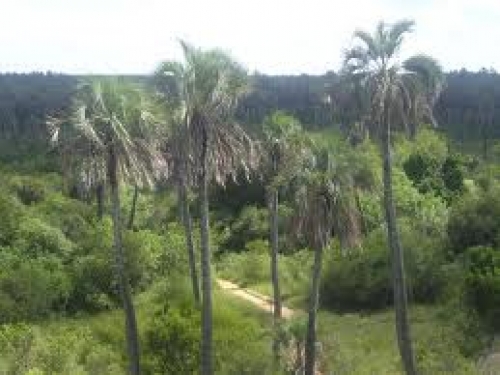 Parque en el Impenetrable