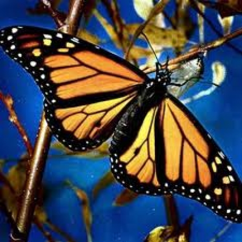 Centroam&eacute;rica le apuesta al turismo de naturaleza