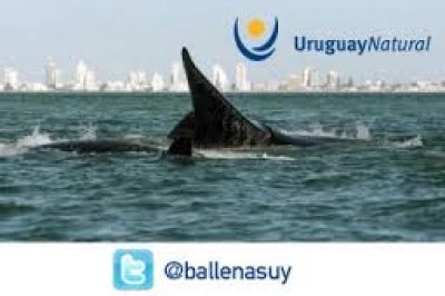 Uruguay: temporada de avistaje de ballenas francas 