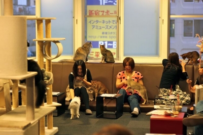 La falta de espacio en Tokio generó los cafés de gatos donde los nipones concurren a acariciarlos, a mimarlos. Allí no hay lugar para construir hoteles &quot;por las dudas&quot; o por...