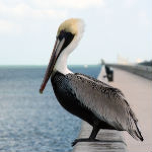 Crece el turismo en Florida