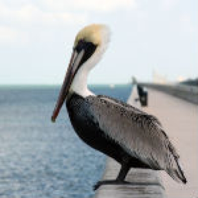 Crece el turismo en Florida