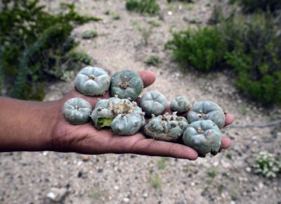 El peyote atrae turistas a M&eacute;xico  