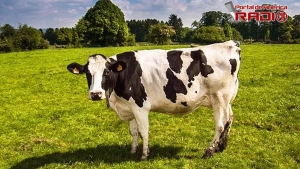 Tema: "La vaca" #PdaRadio83 Bloque 3