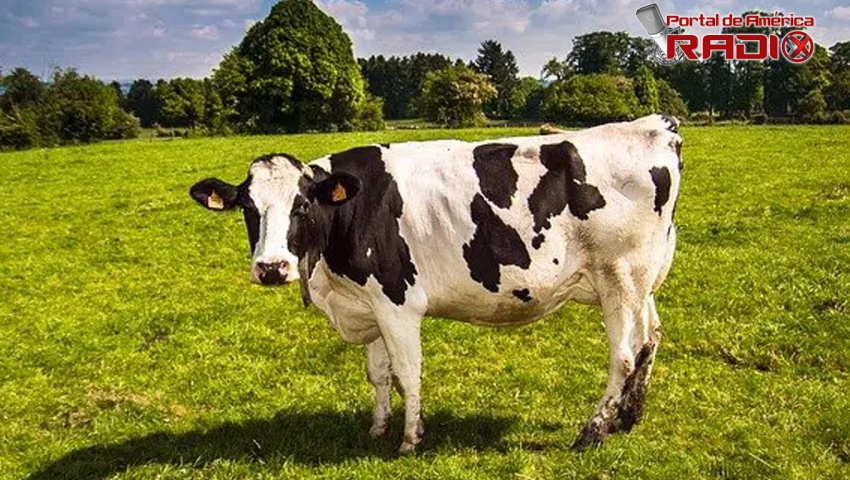 Tema: "La vaca" #PdaRadio83 Bloque 3