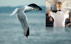 ¿La aviación es un estilo de vida o un trabajo?