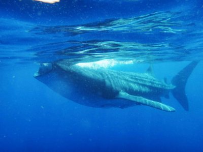 Comienza temporada de avistamiento de tiburón ballena