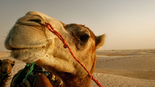 El peluquero de camellos