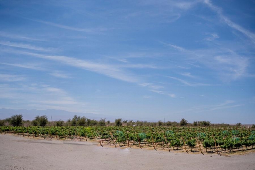 Nace la Ruta del Vino del Desierto de Tarapac&aacute; (Atacama, Chile)