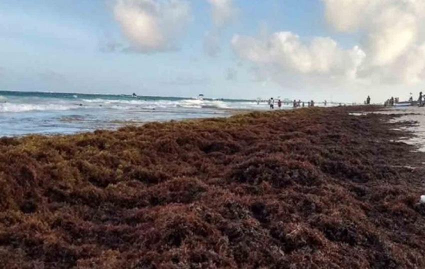 Playas mexicanas complicadas: sargazo en Quintana Roo y serpientes en Nayarit