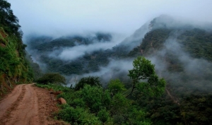 Selva de las Yungas o Nuboselva- Jujuy, Salta, Tucum&aacute;n y Catamarca.