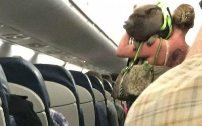 Animales que vuelan junto a sus due&ntilde;os