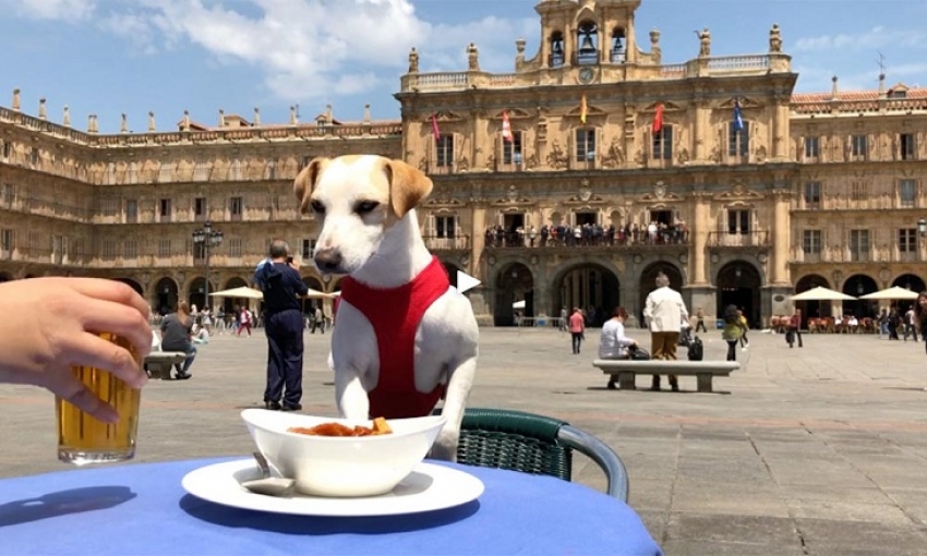 9 de cada 10 usuarios prefieren ir de vacaciones con su perro
