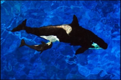 SeaWorld Orlando di&oacute; la bienvenida a una orca beb&eacute;
