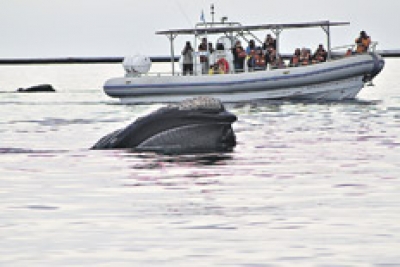 Ballena a la vista