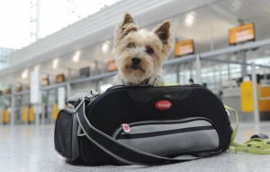 Viajar con animales de compa&ntilde;&iacute;a