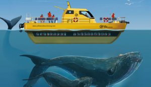 Chubut ofrece una nueva forma de avistar ballenas