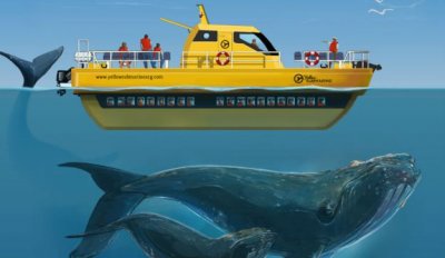 Chubut ofrece una nueva forma de avistar ballenas