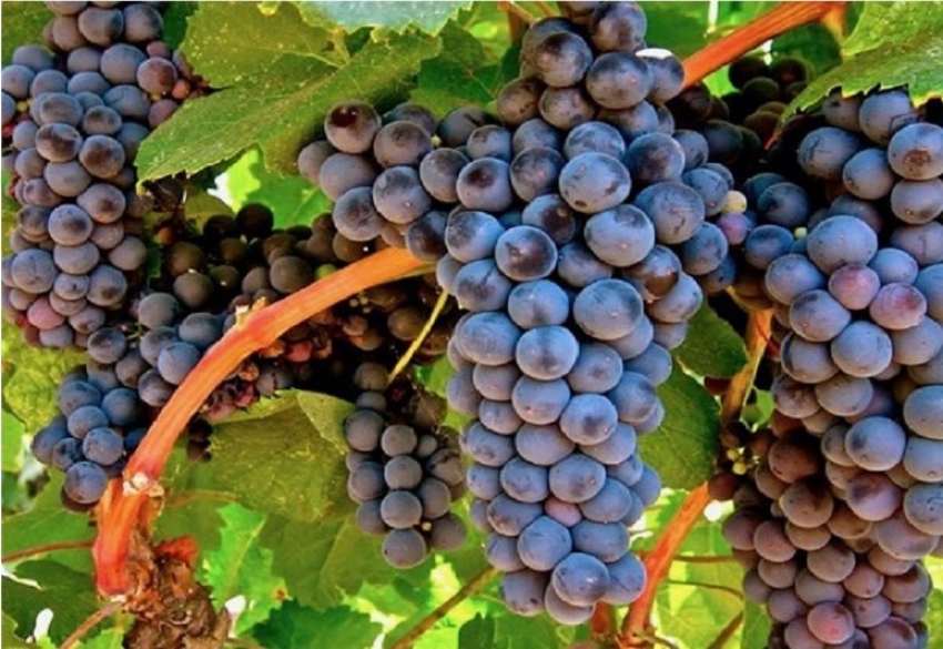 Uruguay, un pa&iacute;s para beberlo