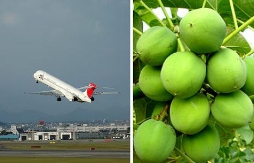 Una aerolínea mexicana probará por primera vez el biocombustible
