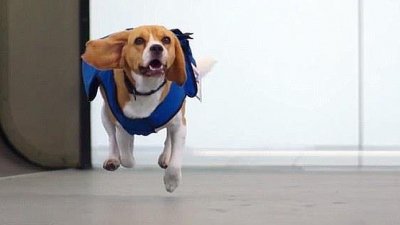 El perro que encuentra a los pasajeros que han olvidado un objeto en el avión