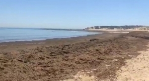 Preocupaci&oacute;n en el sector tur&iacute;stico andaluz por la presencia masiva de algas pestilentes