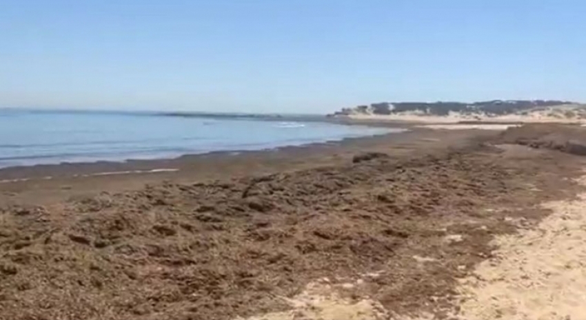 Preocupaci&oacute;n en el sector tur&iacute;stico andaluz por la presencia masiva de algas pestilentes